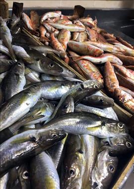 Balık Barbun İstavrit 